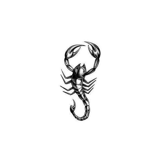 Tattoo sketches of a scorpion