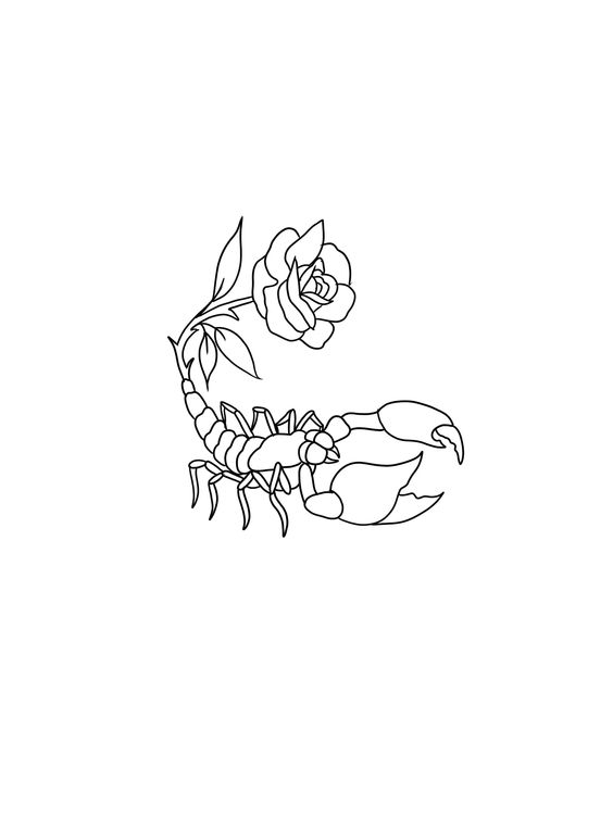 Sketches of a scorpion tattoo with a rose