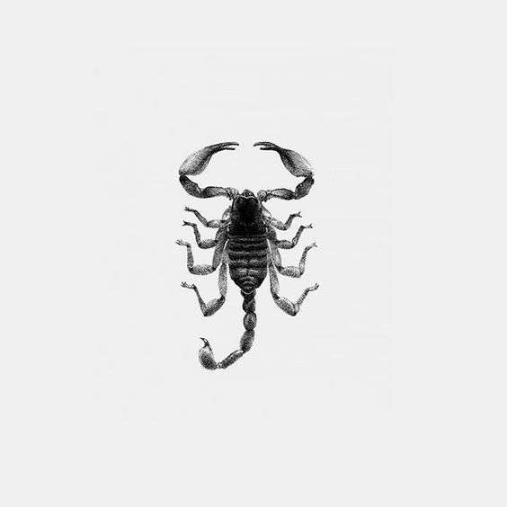 Tattoo sketches of a scorpion