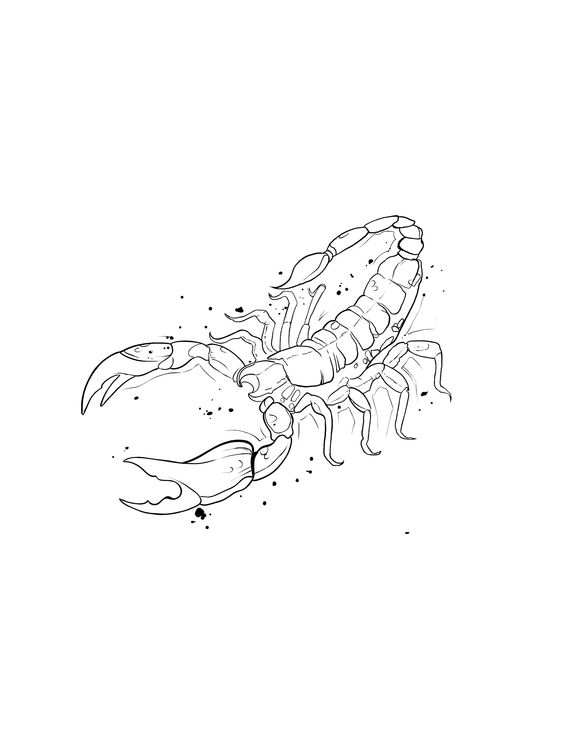 Tattoo sketches of a scorpion