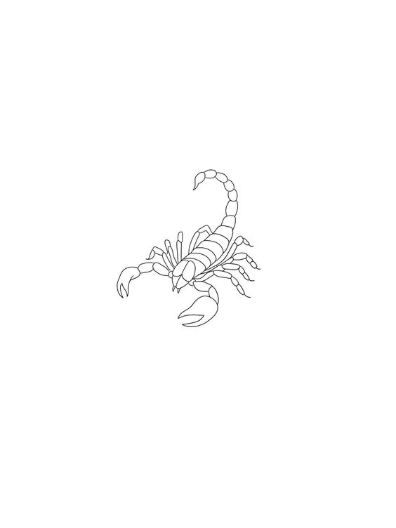 Tattoo sketches of a scorpion