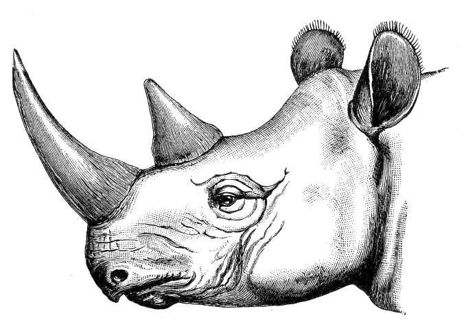 Sketch of a rhinoceros tattoo