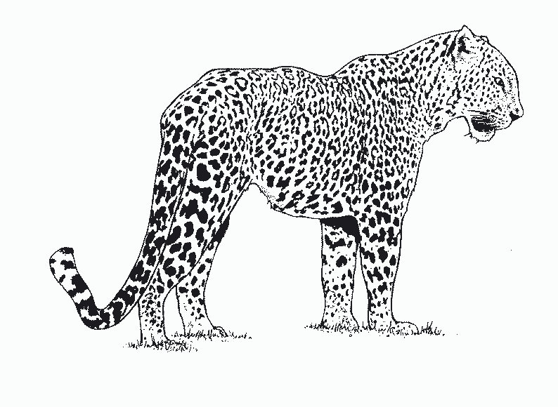 Sketch of a leopard tattoo