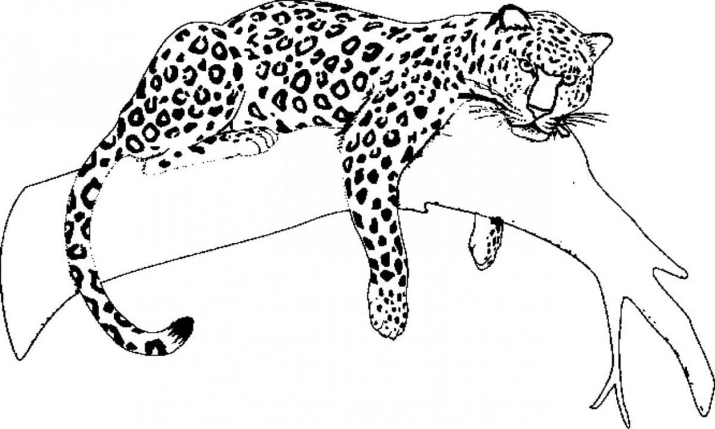 Sketch of a leopard tattoo