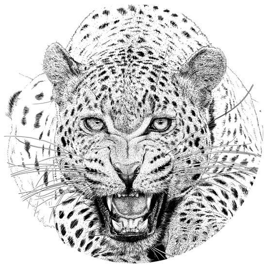 Sketch of a leopard tattoo