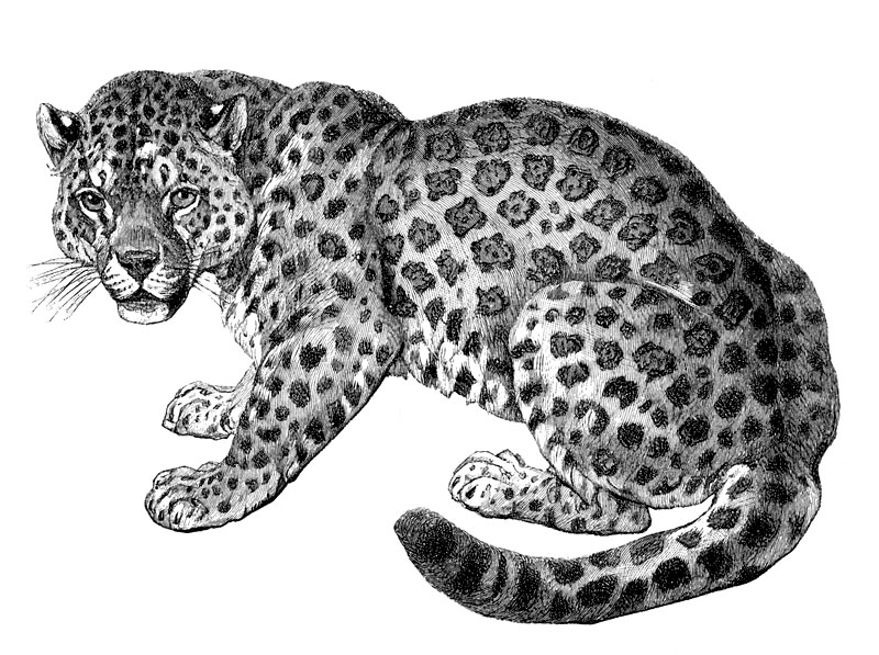 Sketch of a leopard tattoo