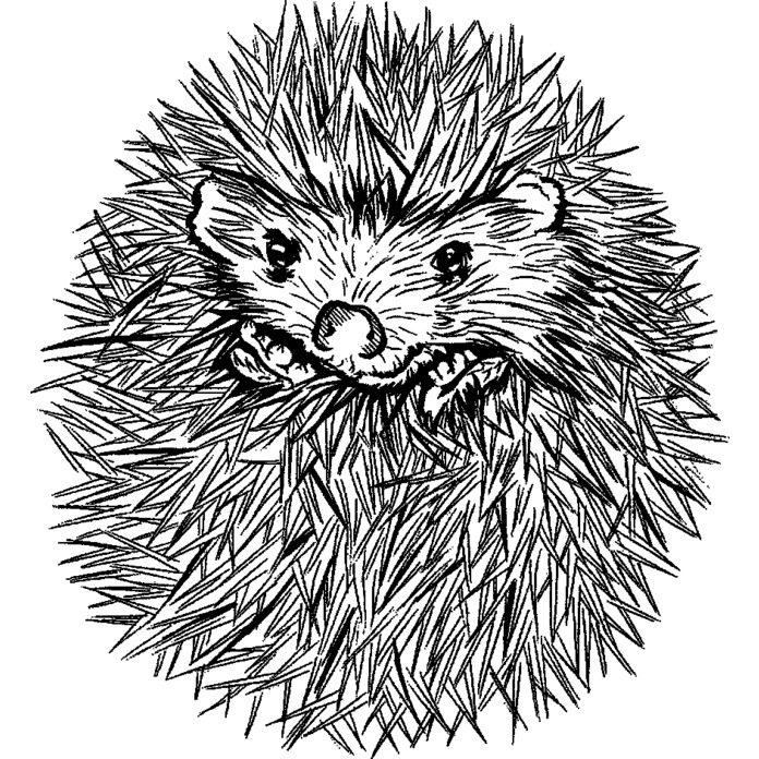 Sketch of a hedgehog tattoo