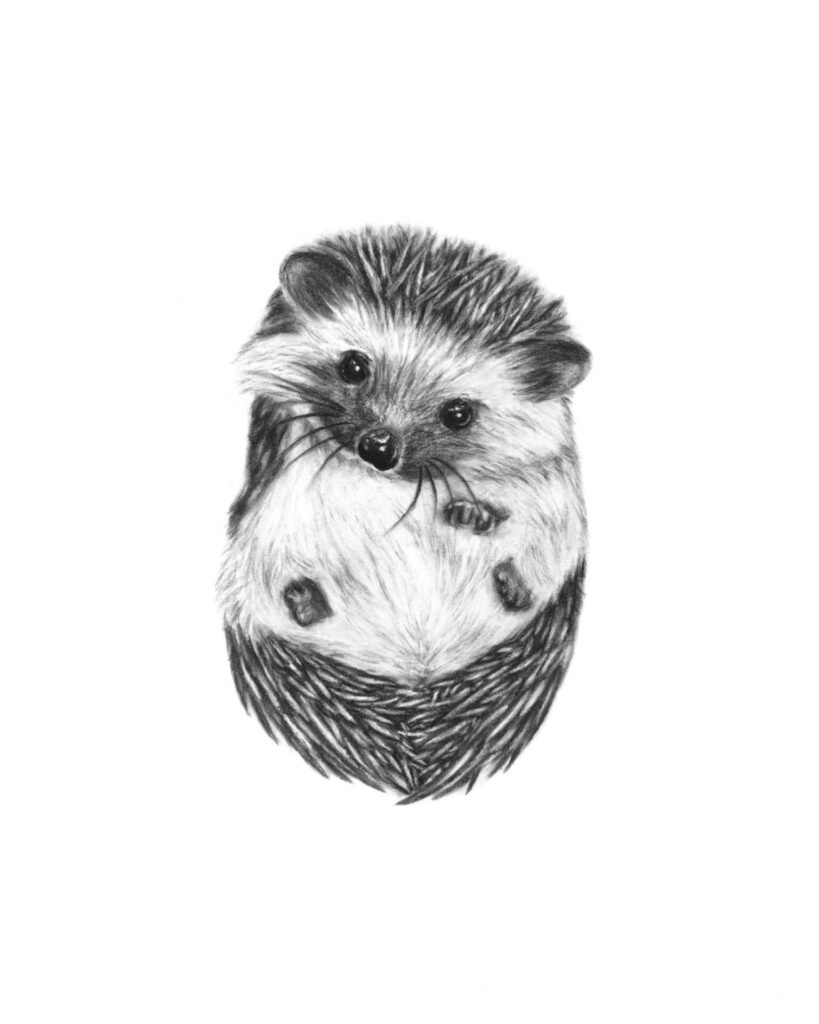 Sketch of a hedgehog tattoo