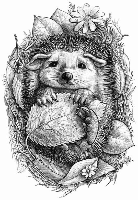 Sketch of a hedgehog tattoo