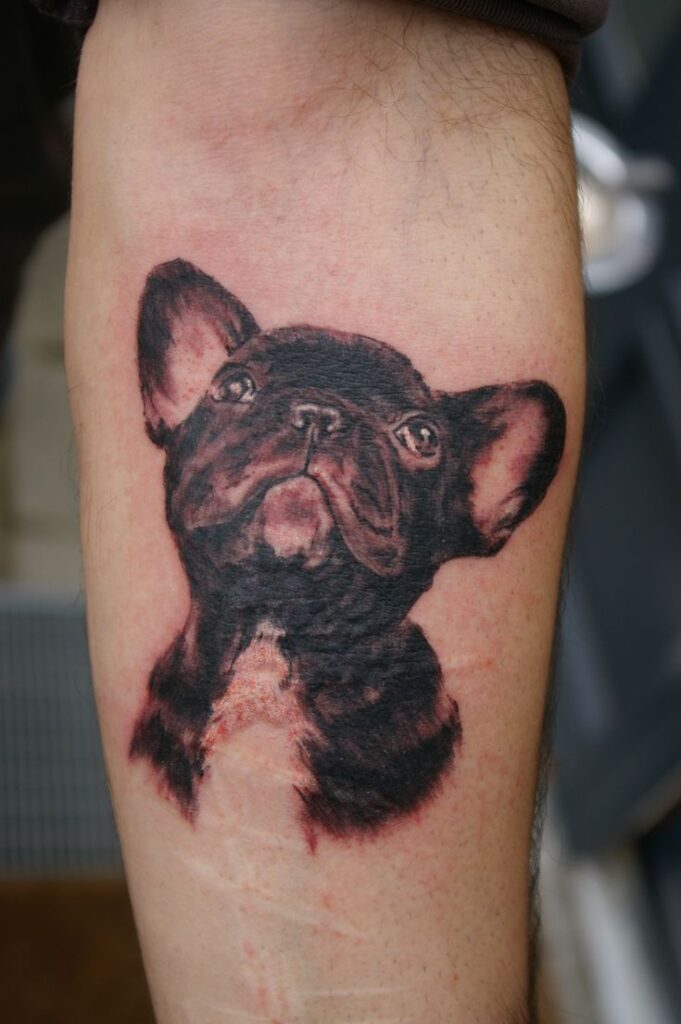 Bulldog tattoo on the forearm for men