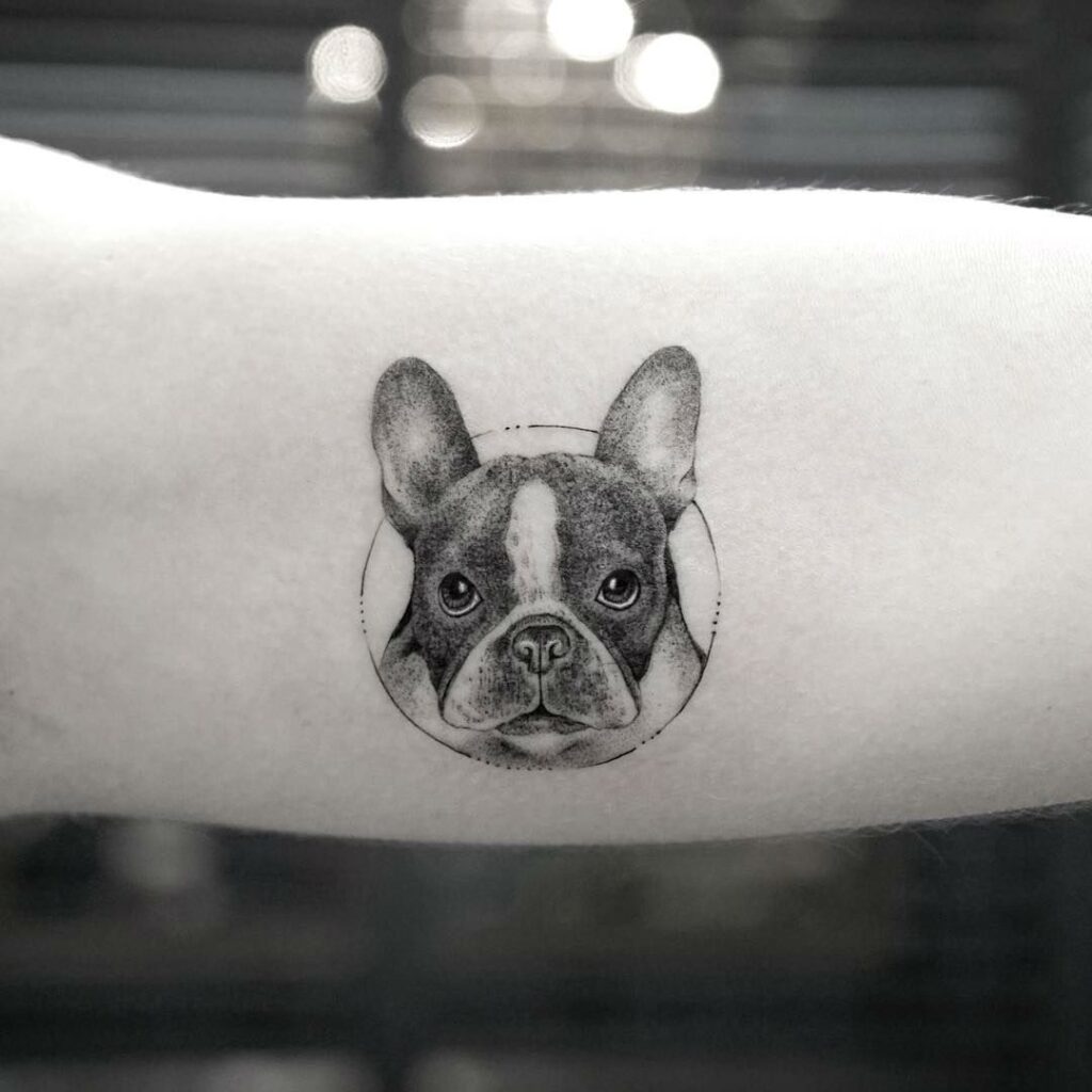 Bulldog tattoo on the arm