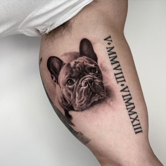 Bulldog tattoo on the biceps for men