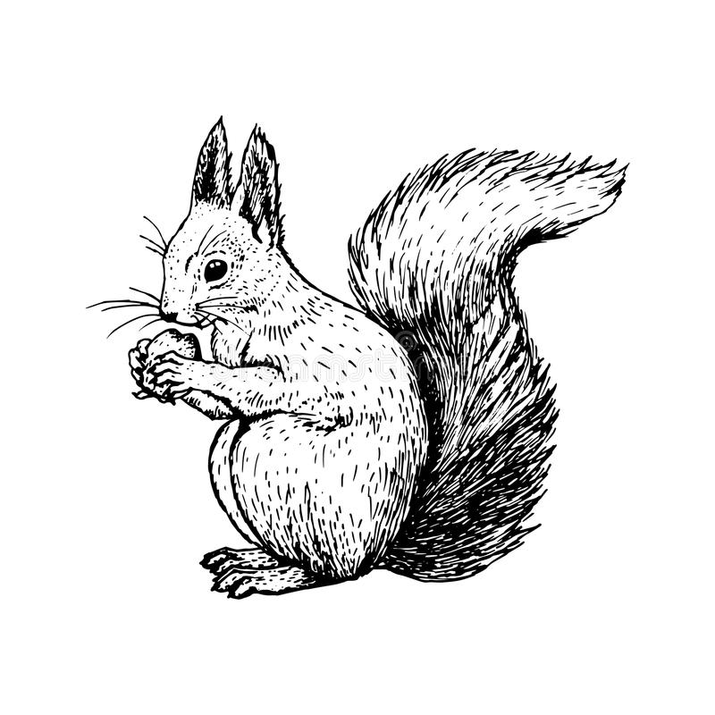 Sketch of a squirrel tattoo