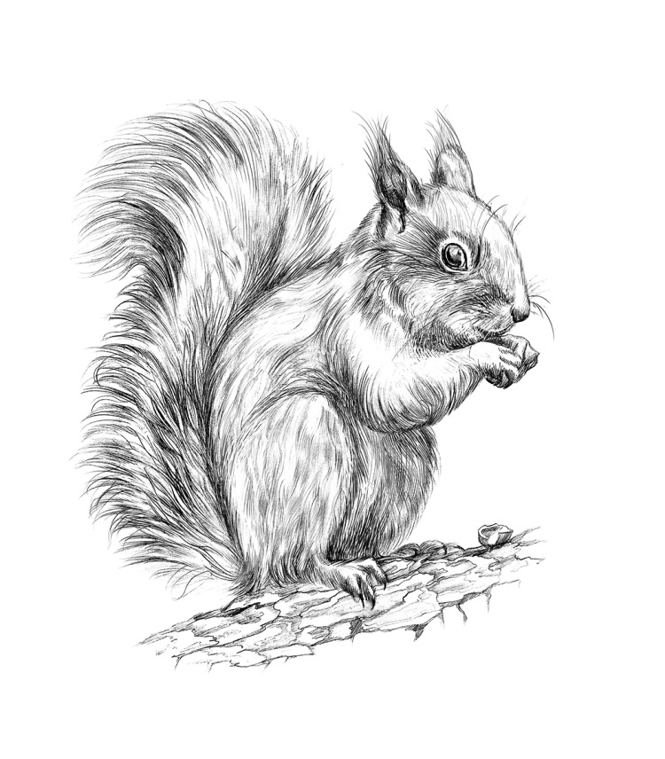 Sketch of a squirrel tattoo