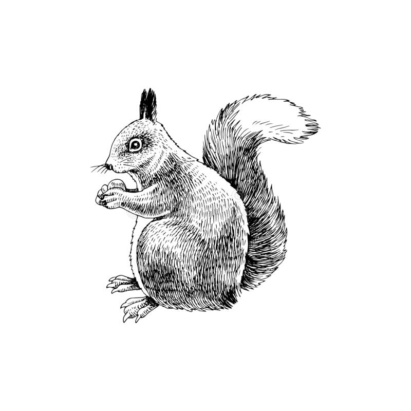 Sketch of a squirrel tattoo