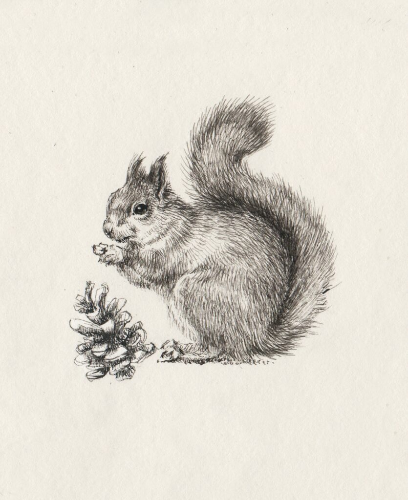 Sketch of a squirrel tattoo