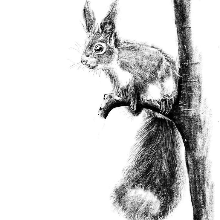 Sketch of a squirrel tattoo