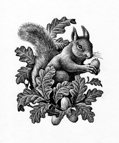 Sketch of a squirrel tattoo