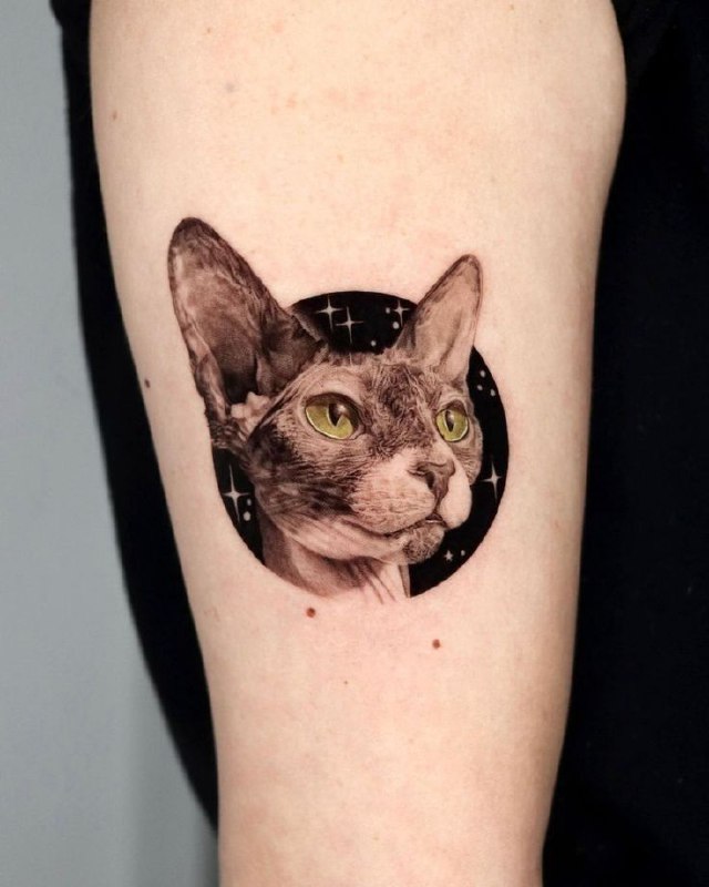 Cat tattoo on the forearm for men