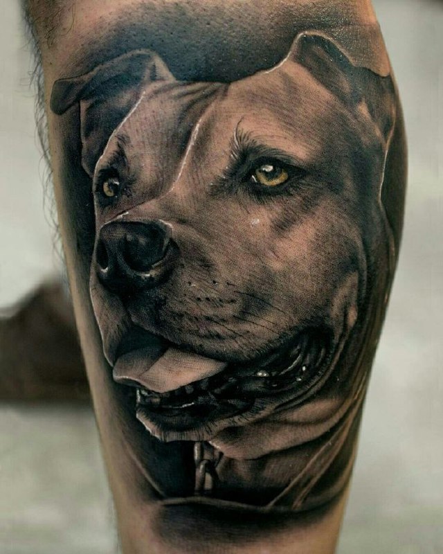 Pit bull tattoo on the shin for men