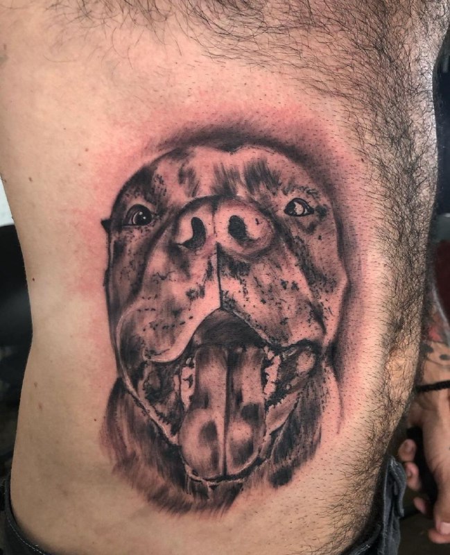 Pit bull tattoo on the side for men