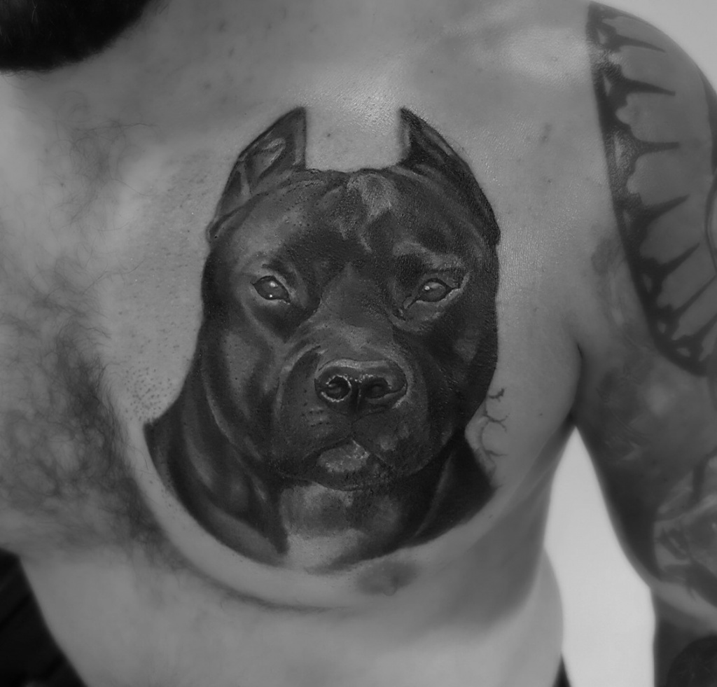 Tattoo of a pit bull on the chest for men