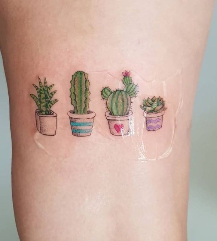 Colorful tattoo of four cacti on the leg for women