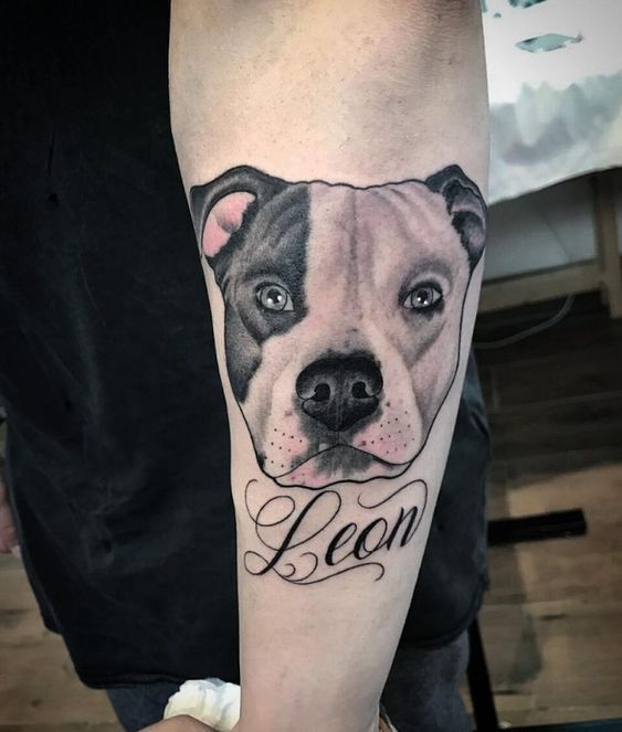 Pit bull tattoo on the forearm for men