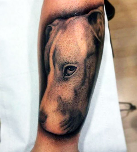 Pit bull tattoo on the forearm for men