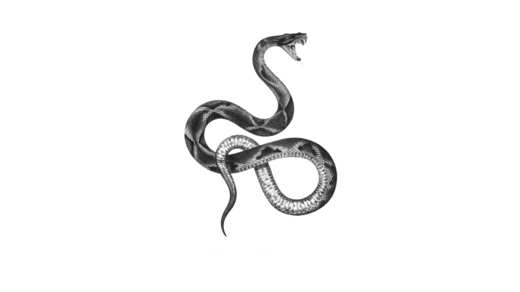 Sketch of a snake tattoo for women