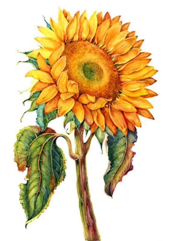 Color sketch of a sunflower tattoo