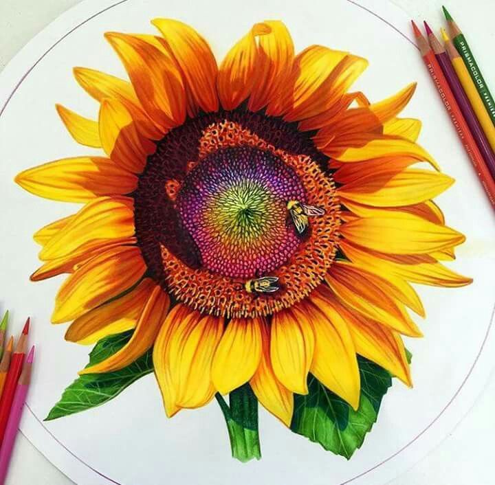 Color sketch of a sunflower tattoo