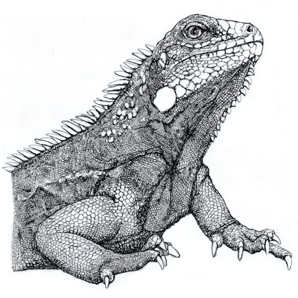 Sketch of an iguana tattoo