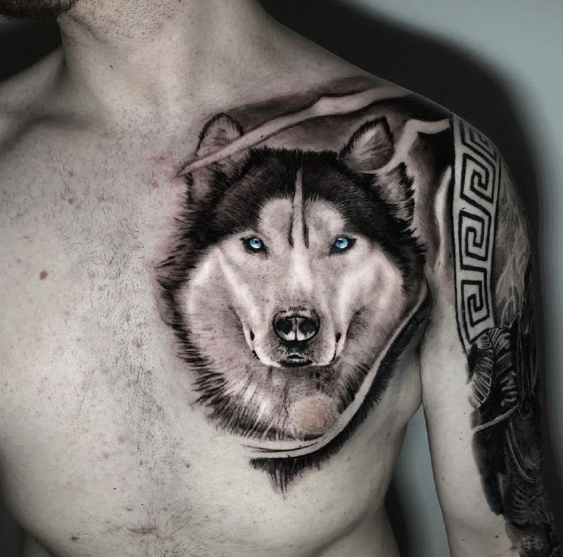 Husky tattoo on the chest for men