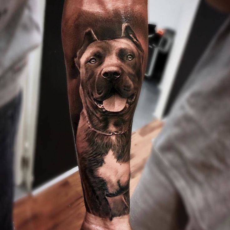 Pit bull tattoo on the forearm for men