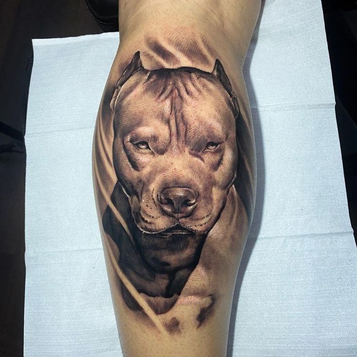 Pit bull tattoo on the calf for men