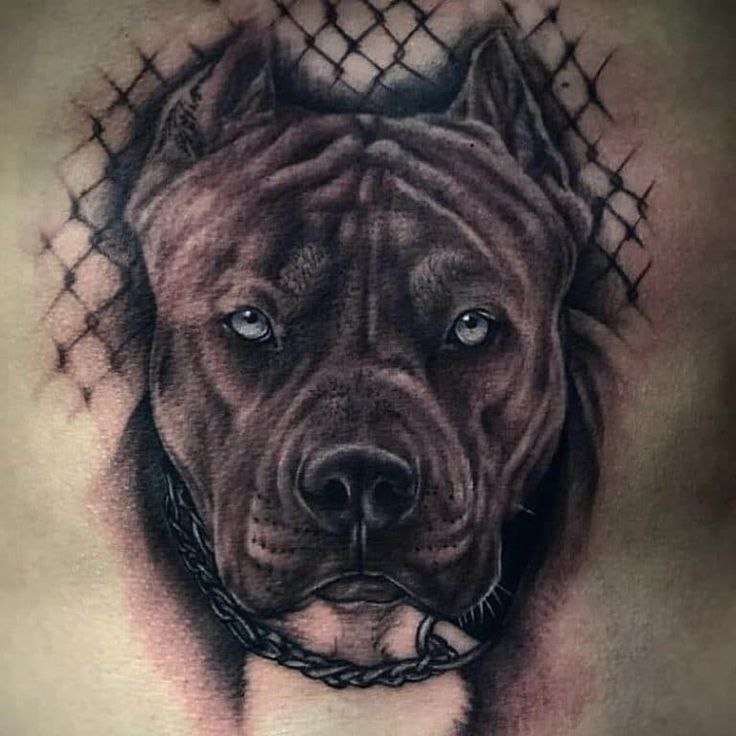 Tattoo of a pit bull on the stomach for men