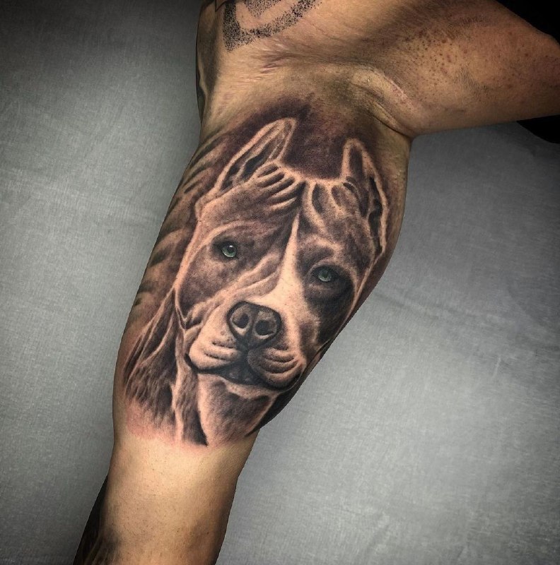 Pit bull tattoo on the shin for men