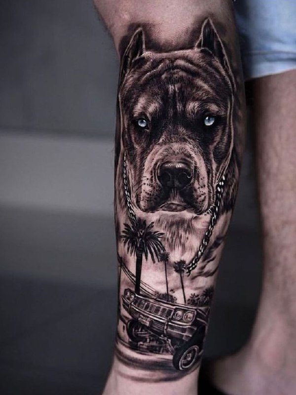 Pit bull tattoo on the shin for men