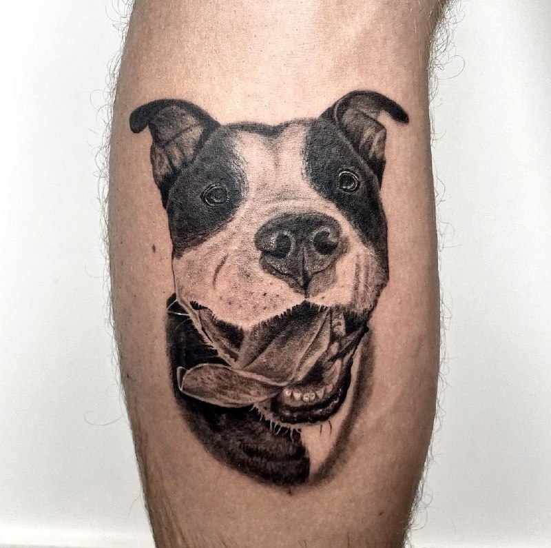 Pit bull tattoo on the calf for men