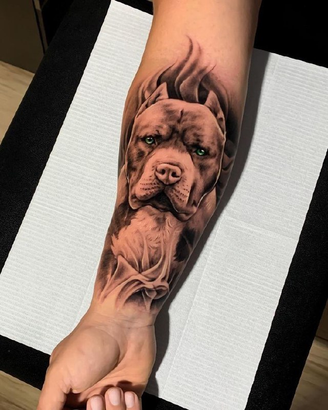 Pit bull tattoo on the forearm for men