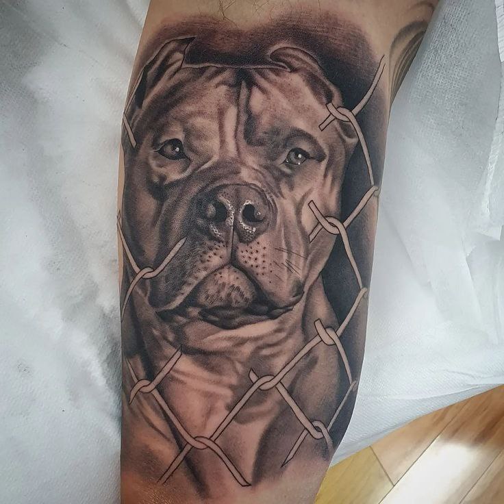 Pit bull tattoo on the shin for men