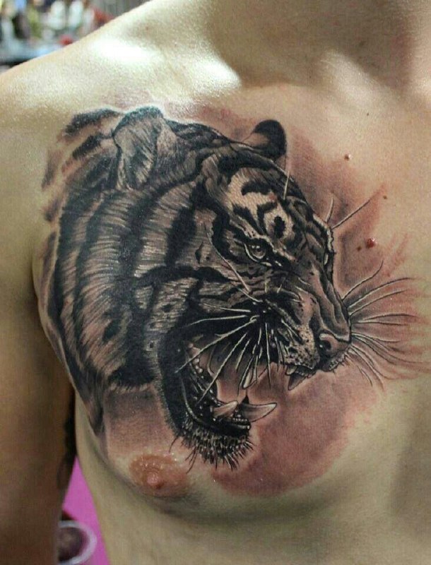 Tattoo of a tiger on the chest for men