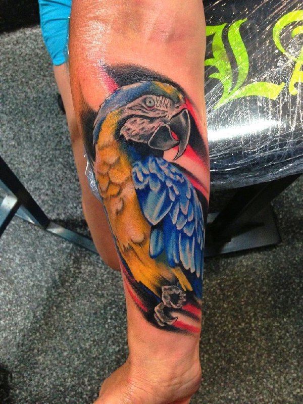 Colored parrot tattoo on the forearm for men