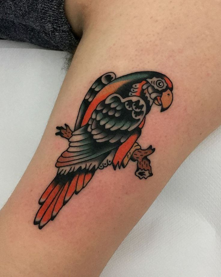 Color parrot tattoo on the shoulder for men