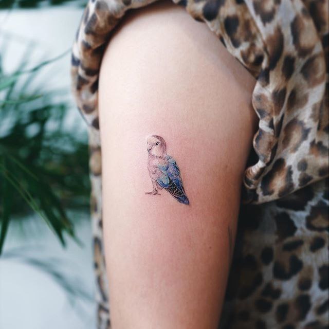 Small parrot tattoo on the shoulder for women