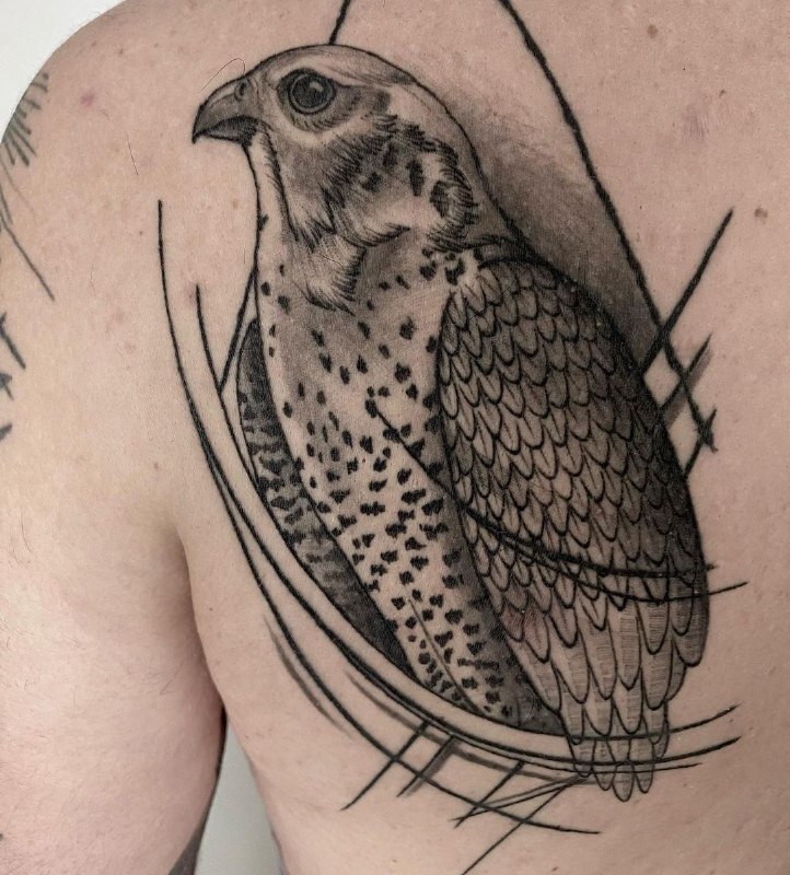 Large falcon tattoo on the shoulder blade for men