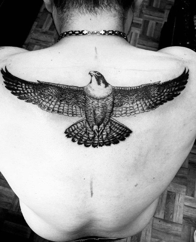 Large falcon tattoo on the back for men