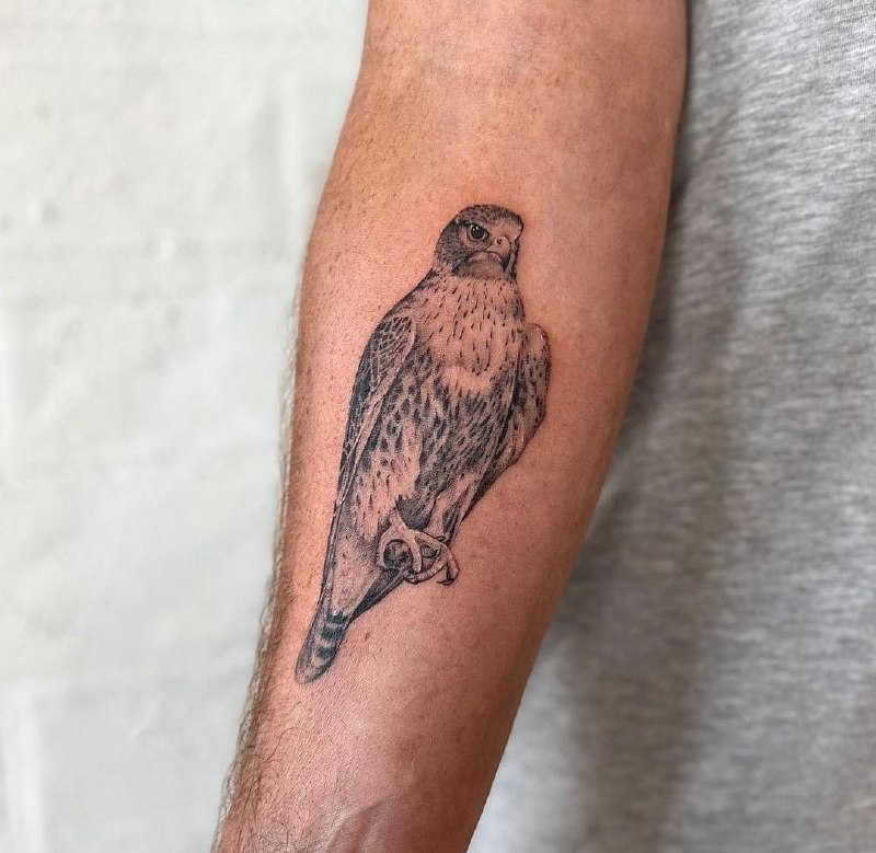 Falcon tattoo on forearm for men