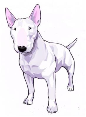 Bull Terrier tattoo (3)